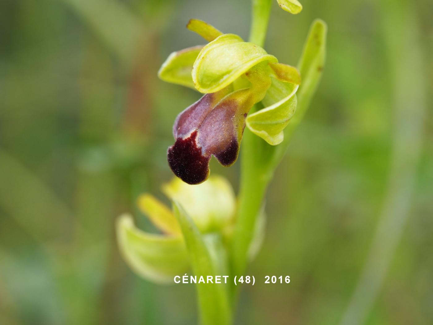 Ophrys, Furrowed flower